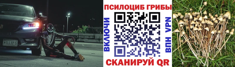 Купить где Почеп Псилоцибиновые грибы Psilocybine cubensis